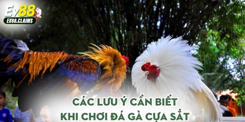 Các lưu ý cần biết khi chơi đá gà cựa sắt