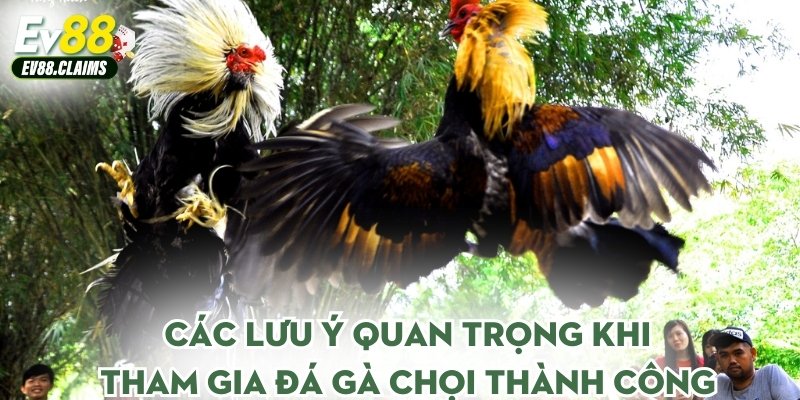Các lưu ý quan trọng khi tham gia đá gà chọi thành công