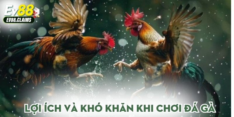 Lợi ích và khó khăn khi chơi đá gà