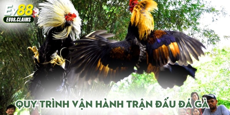 Quy trình vận hành trận đấu đá gà