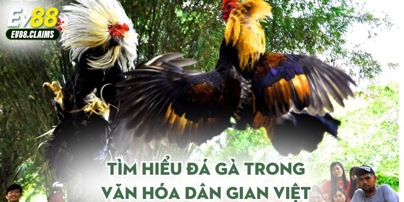 Tìm hiểu đá gà trong văn hóa dân gian Việt