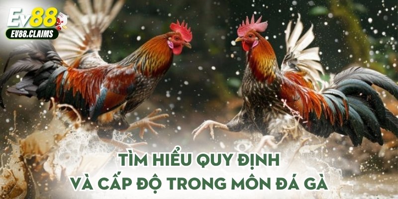 Tìm hiểu quy định và cấp độ trong môn đá gà